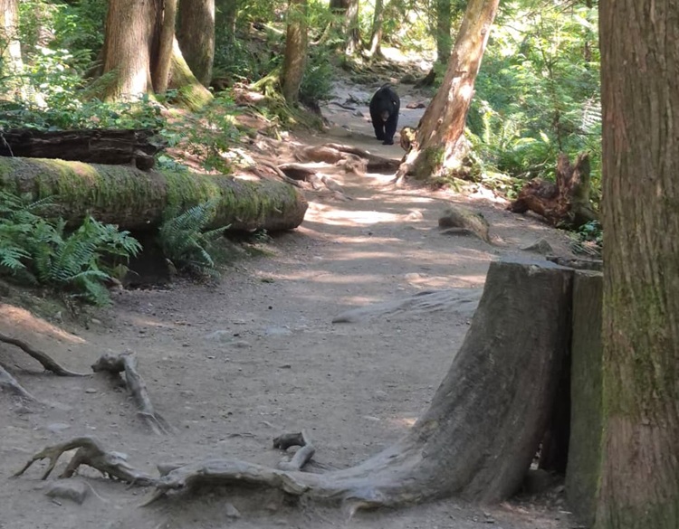 Bear on the trail