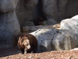 Орегонский медведь