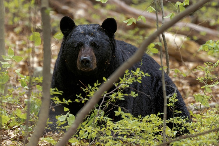 Black Bear in the Forest