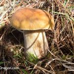 King Bolete - Белый гриб Орегон