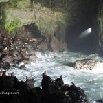 Пещеры морских львов - Sea Lion Caves