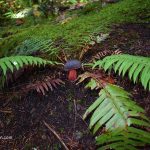 Zellers - Грибы в Орегоне